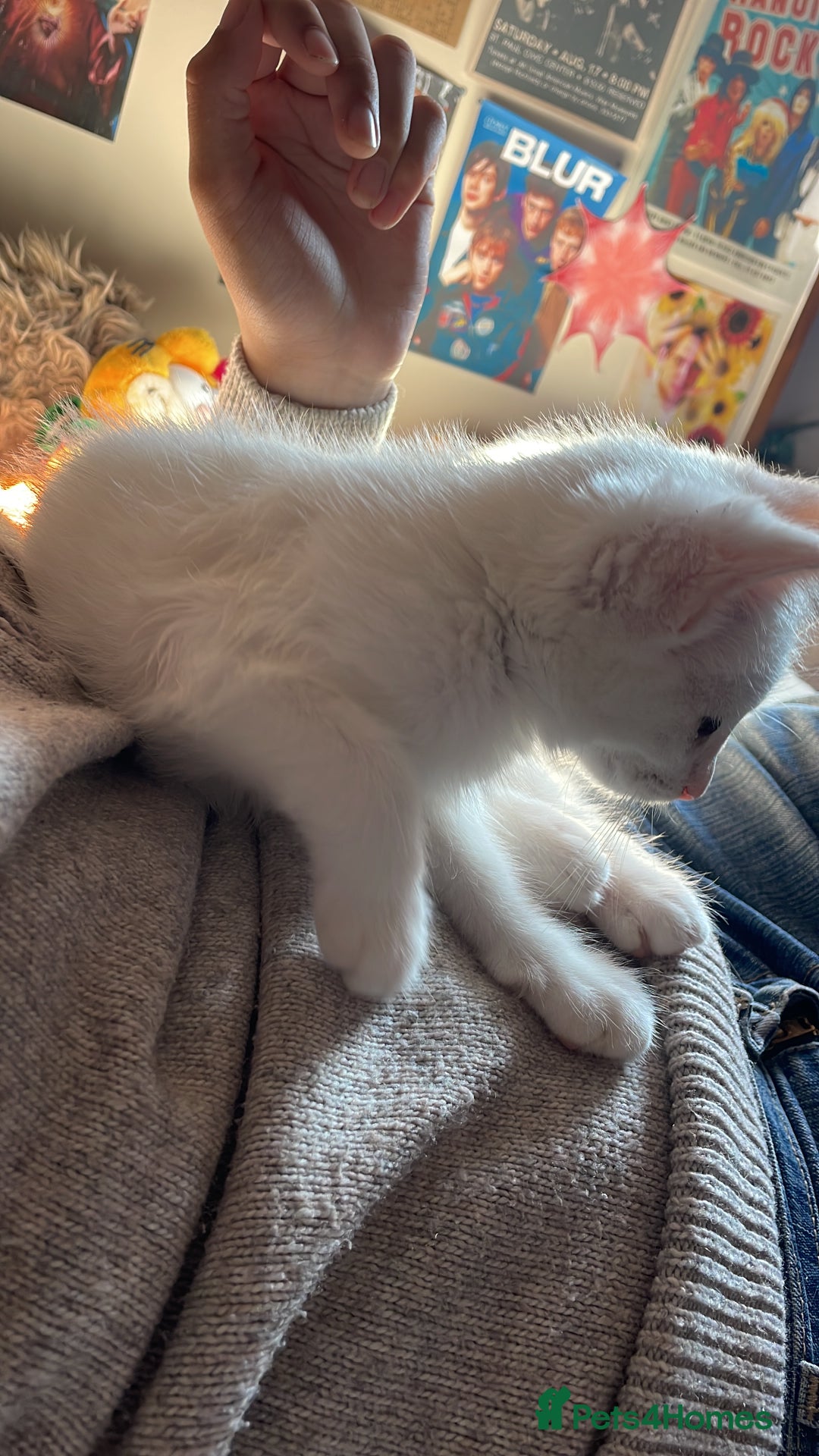 Domestic Shorthair cats for sale: Sweet boy Charlie - Image 9