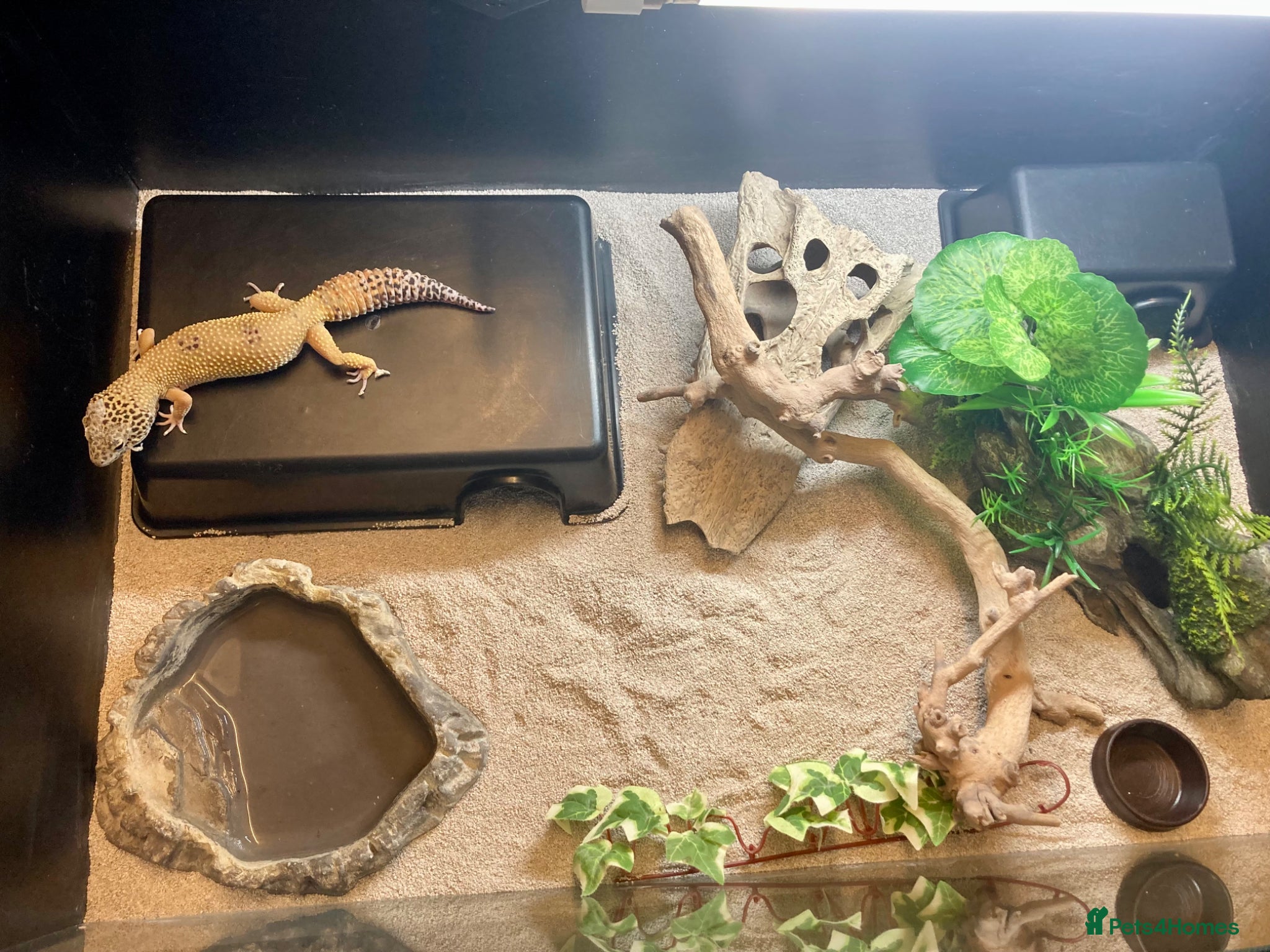 Leopard Gecko reptiles Leopard Gecko - Advert 16