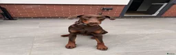 Dobermann dogs for sale: 1 year old Doberman Boy - Kc registered  - Advert 3
