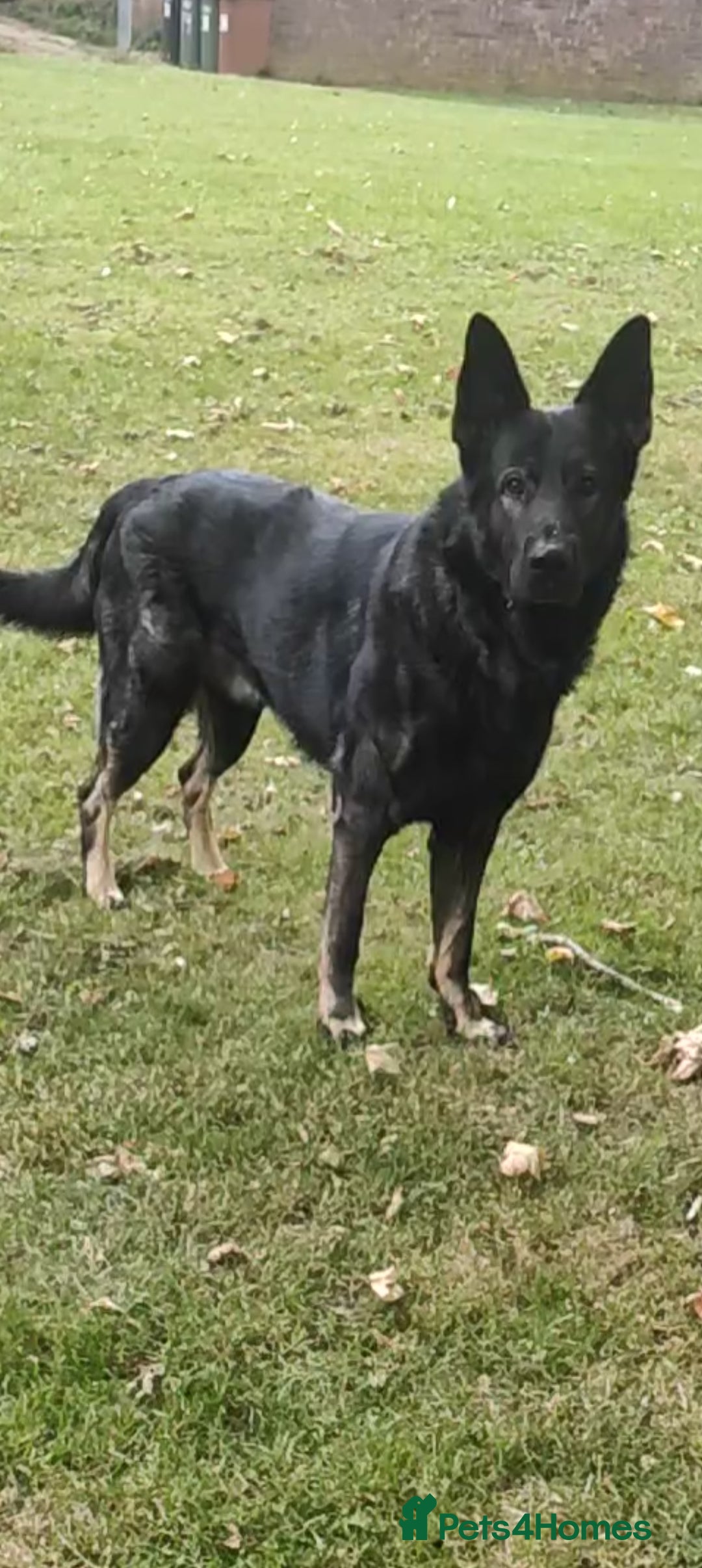 German Shepherd dogs for stud: Rocky  in Wellingborough - Advert 2