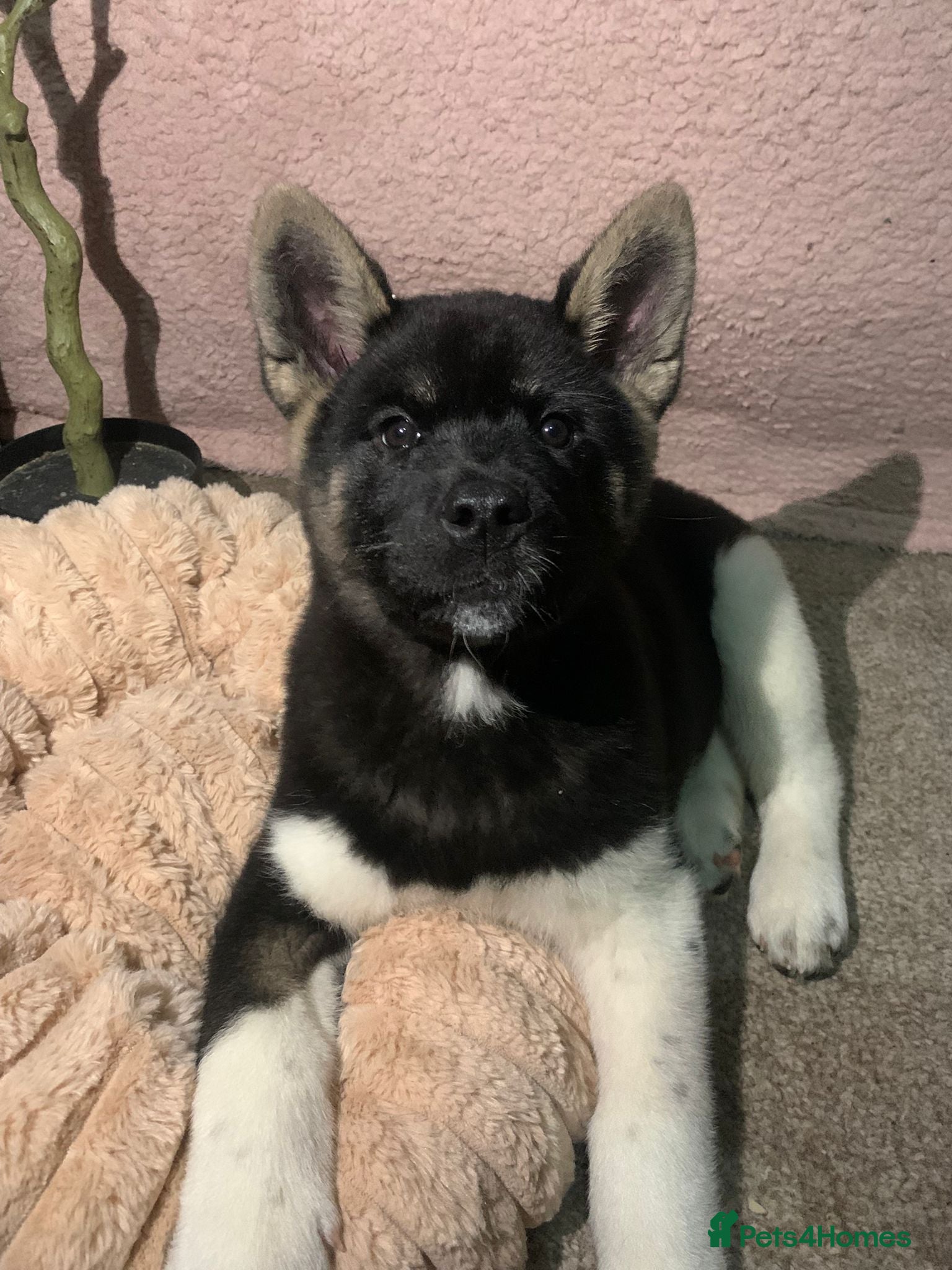 Akita dogs LAST MALE CHAMP SHOW KC REG AKITA PUP   - Advert 6