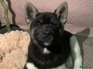 Akita dogs LAST MALE CHAMP SHOW KC REG AKITA PUP - Advert 6