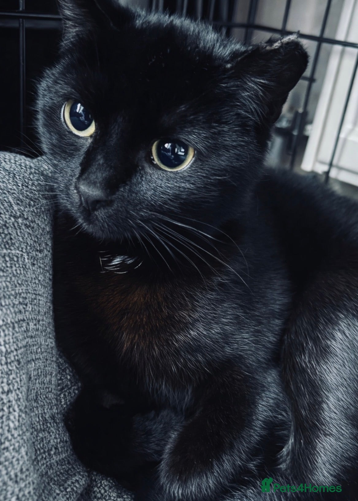 Bombay cats Black beauties🧡 - Advert 11