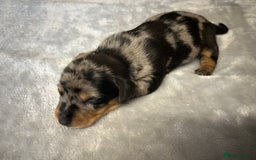 Miniature Dachshund dogs for sale: Miniature dachshund - Image 21