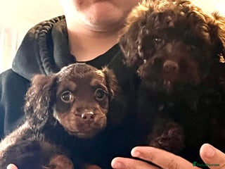 Cockapoo dogs - Advert 29