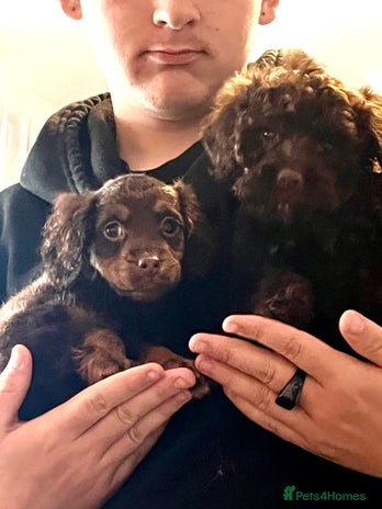 Cockapoo dogs - Advert 7