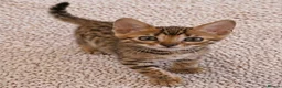 Bengal cats for sale: Unique Bengal Kittens  in Manchester - Advert 16