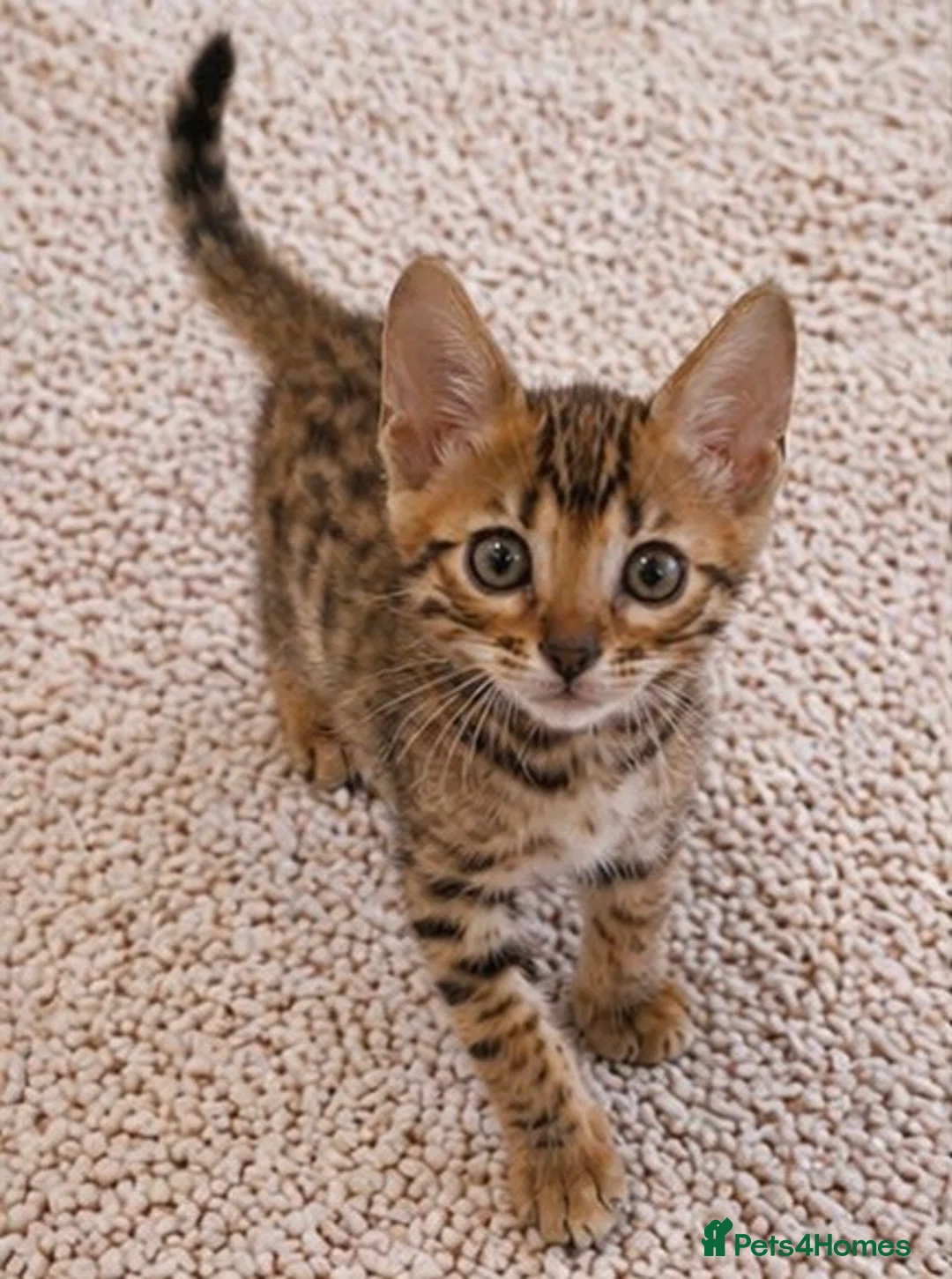 Bengal cats for sale: Unique Bengal Kittens  in Manchester - Advert 16