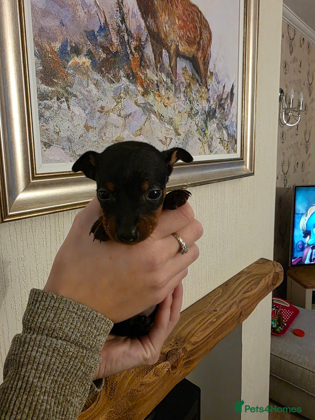 Miniature Pinscher dogs for sale: 5 beautiful miniature pincher pups - Advert 13