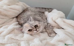 Exotic cats for sale: Adorable Exotic Shorthair girls. Ready now! - Advert 7