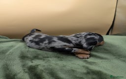 Miniature Dachshund dogs for sale: Beautiful miniature dachshund puppies - Image 2