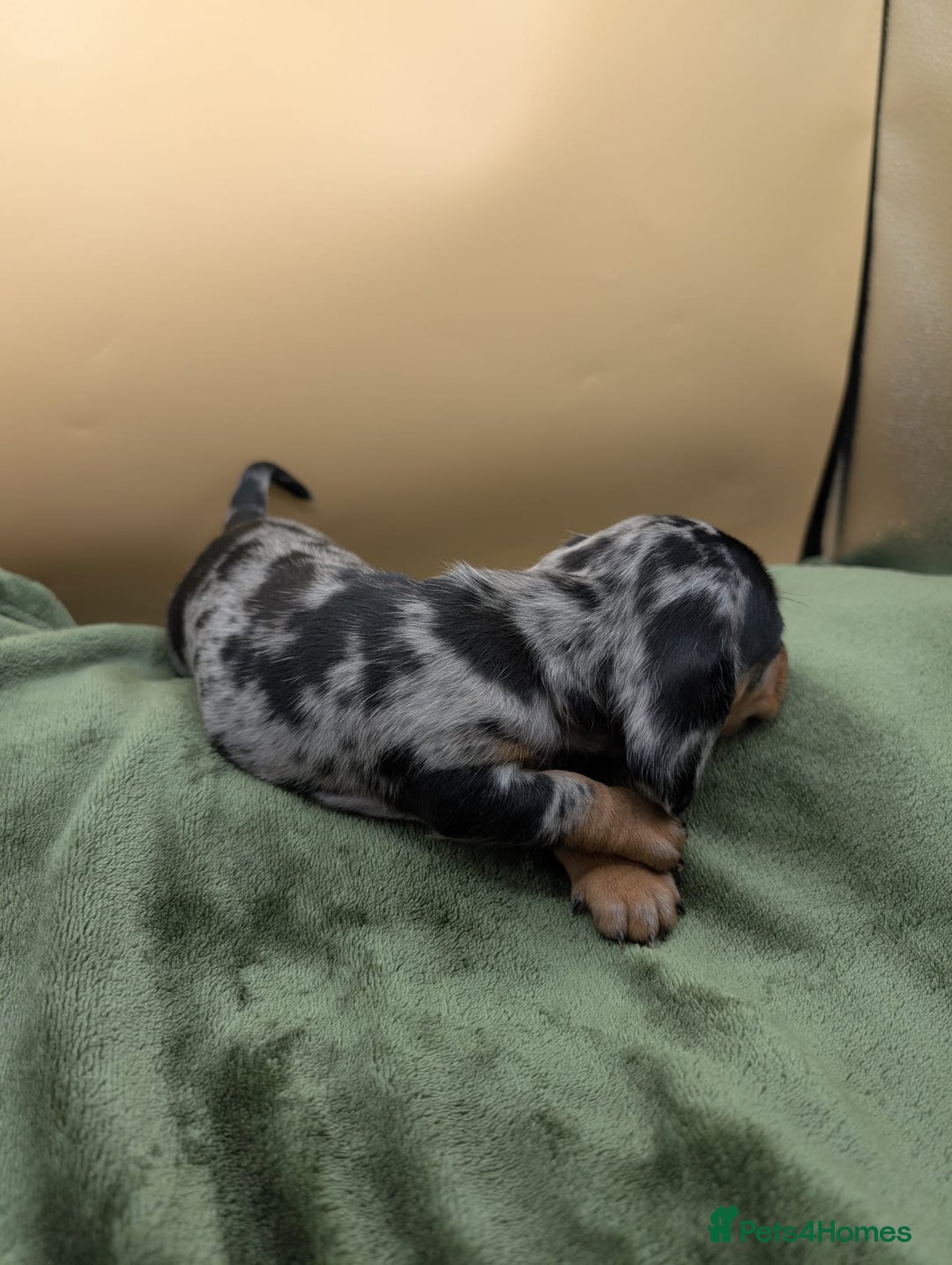 Miniature Dachshund dogs for sale: Beautiful miniature dachshund puppies - Image 2