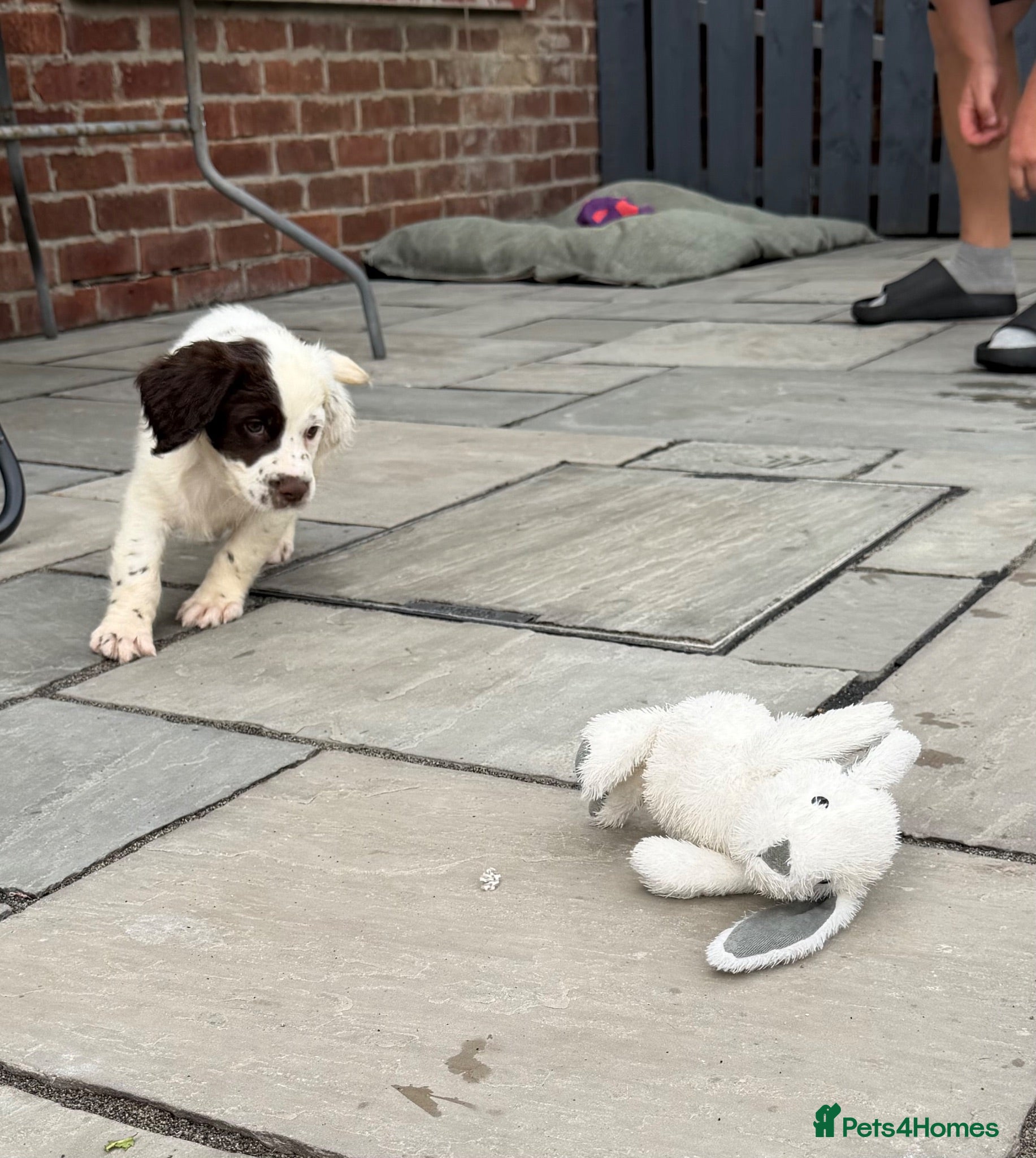 English Springer Spaniel dogs *Ready To Leave* English Springer Spaniel Pups - Advert 2