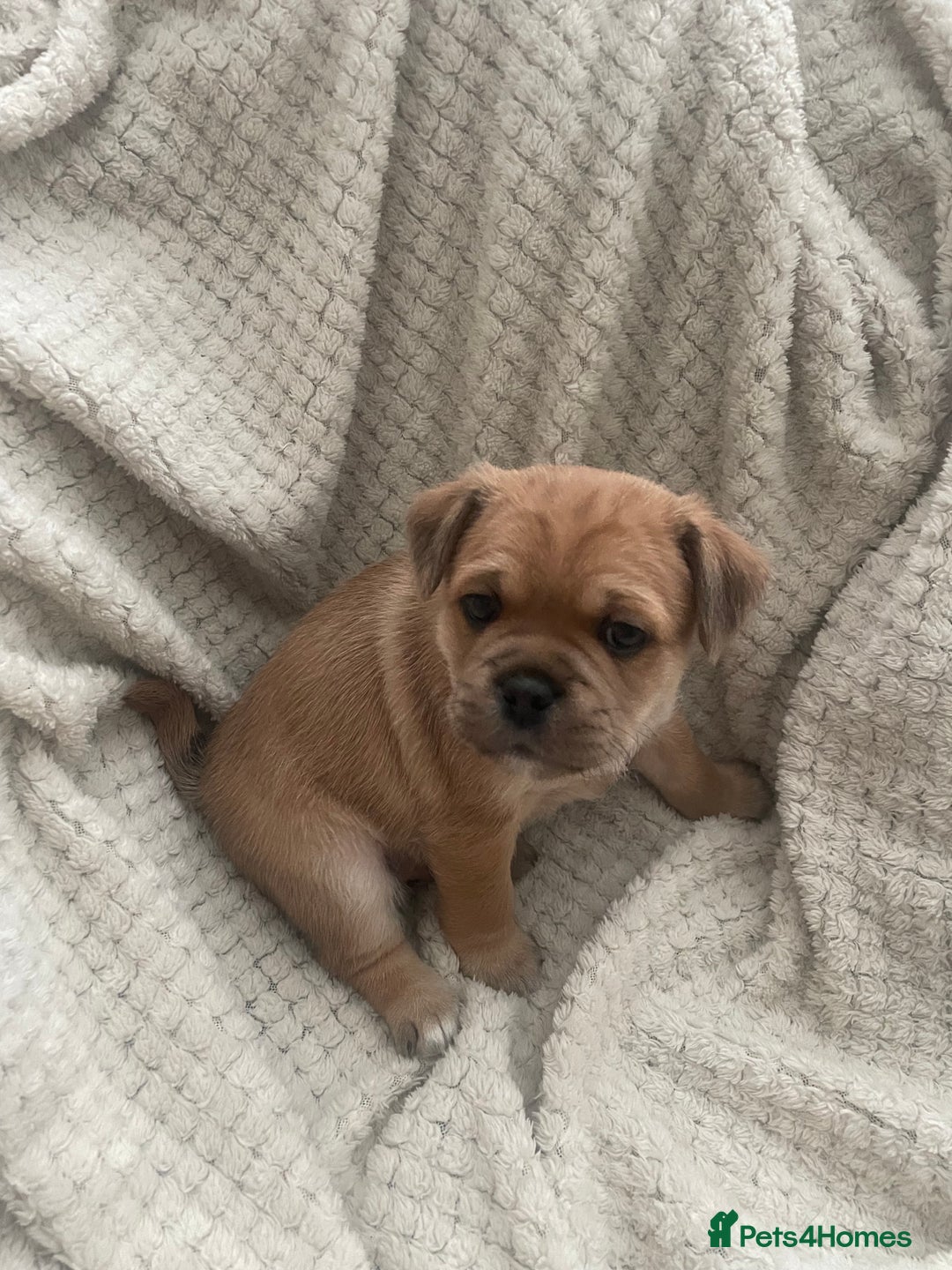 Jug dogs for sale: Jug puppies for sale 4 boys 2 girls 5 weeks old - Advert 2