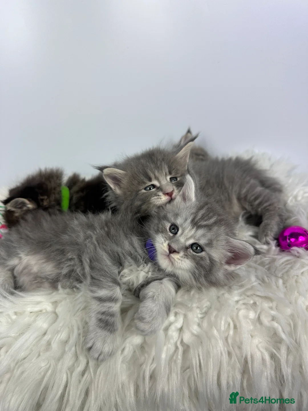 Maine Coon cats for sale: ✨Last 2 Gorgeous Pure Breed Maine Coon Kittens✨ - Advert 30