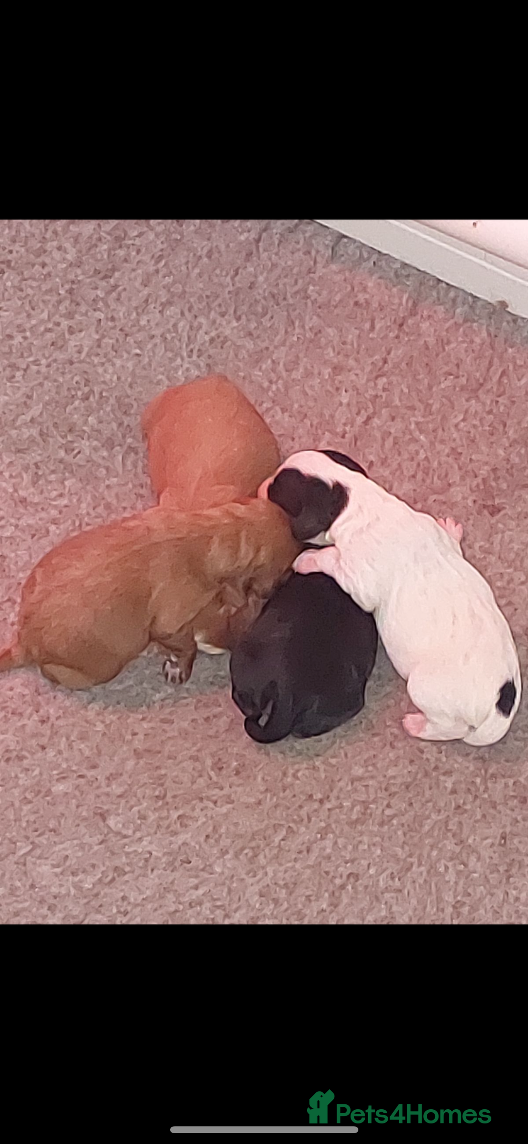 Toy Poodle dogs for stud: GRANDSON OF RICO! Health tested KC Toy Poodle Stud in Middlesbrough - Advert 18