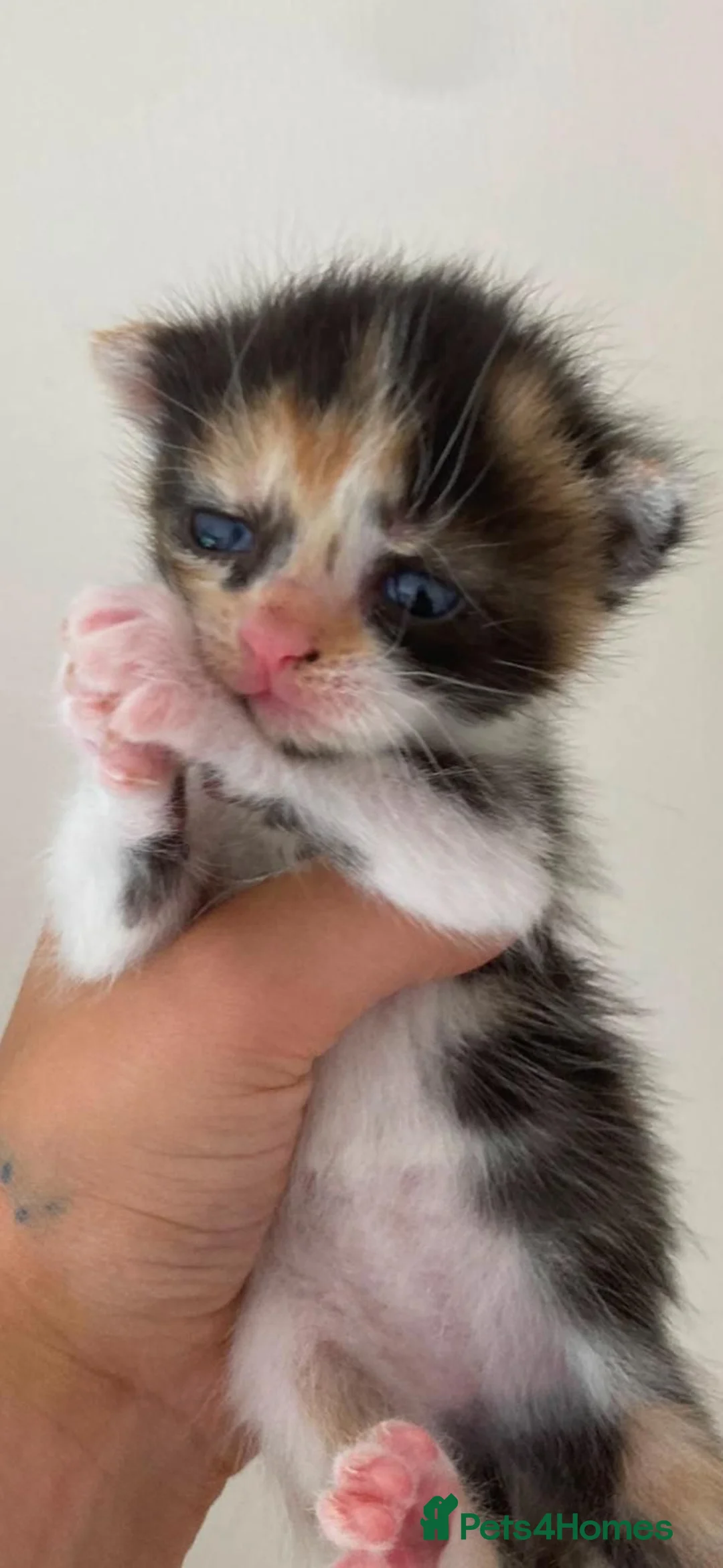 Mixed Breed cats for sale: 2 Beautiful Girls Left in Dover - Advert 2