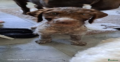 Mixed Breed dogs in Cumnock - Advert 2