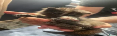 Mixed Breed Kitten 4
