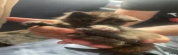 Mixed Breed cats for sale: 4 beautiful kittens - Advert 3