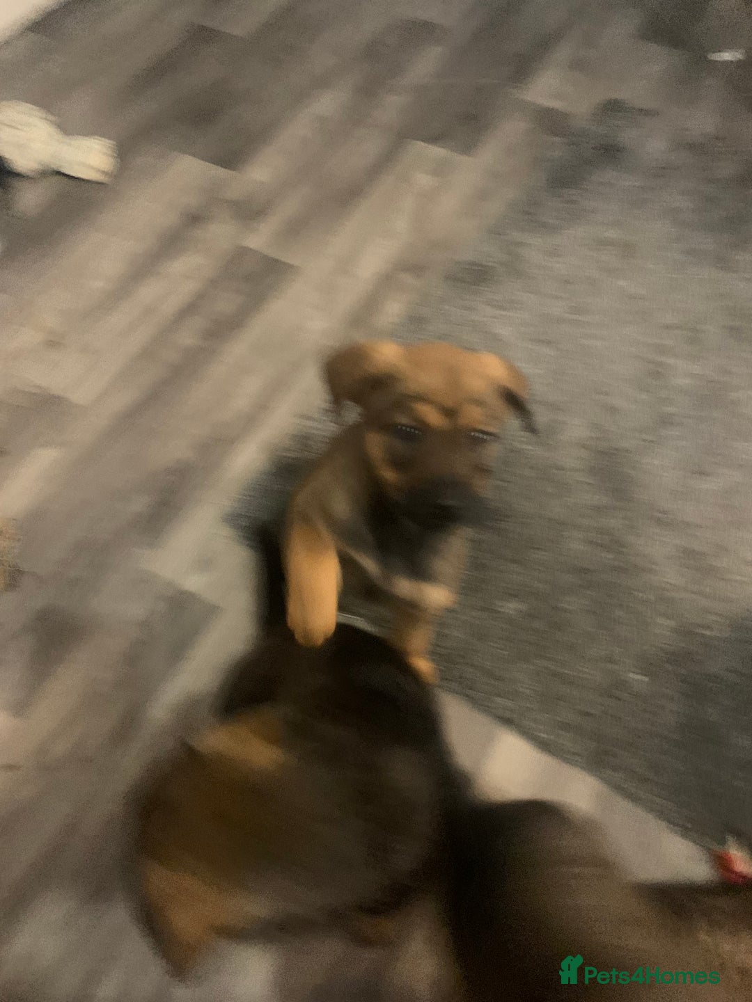 Mixed Breed dogs for sale: Mixed big family dogs  - Image 10