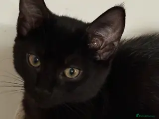 Maine Coon cats Wednesday is still looking for her forever home - Advert 1