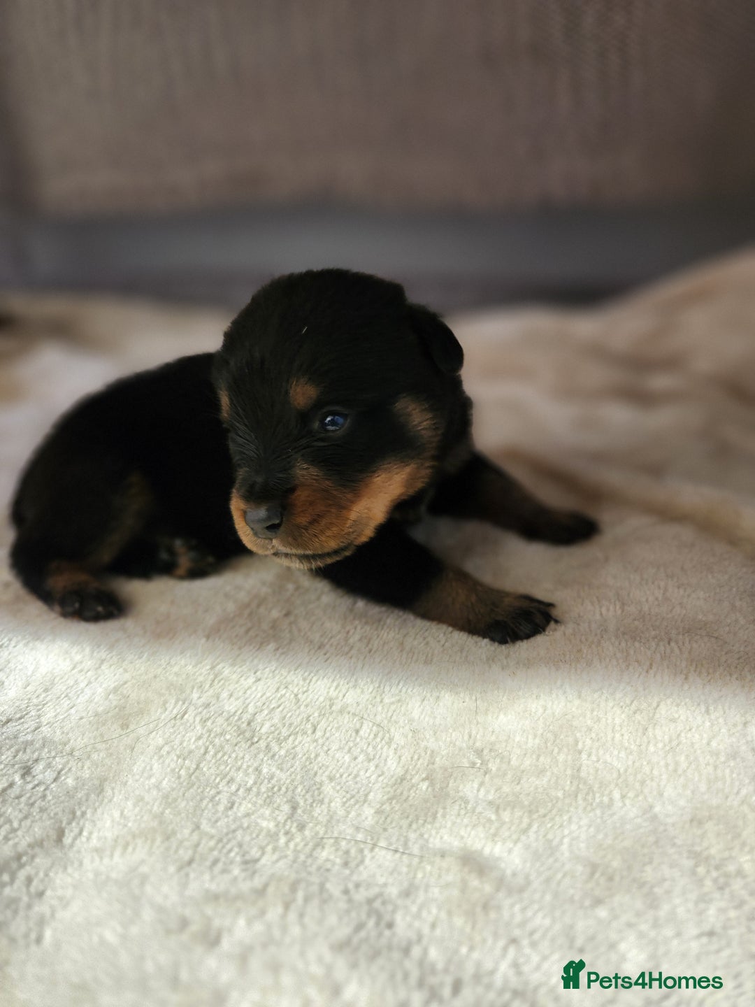Rottweiler dogs for sale: Pedigree Rottweiler pups - Image 6