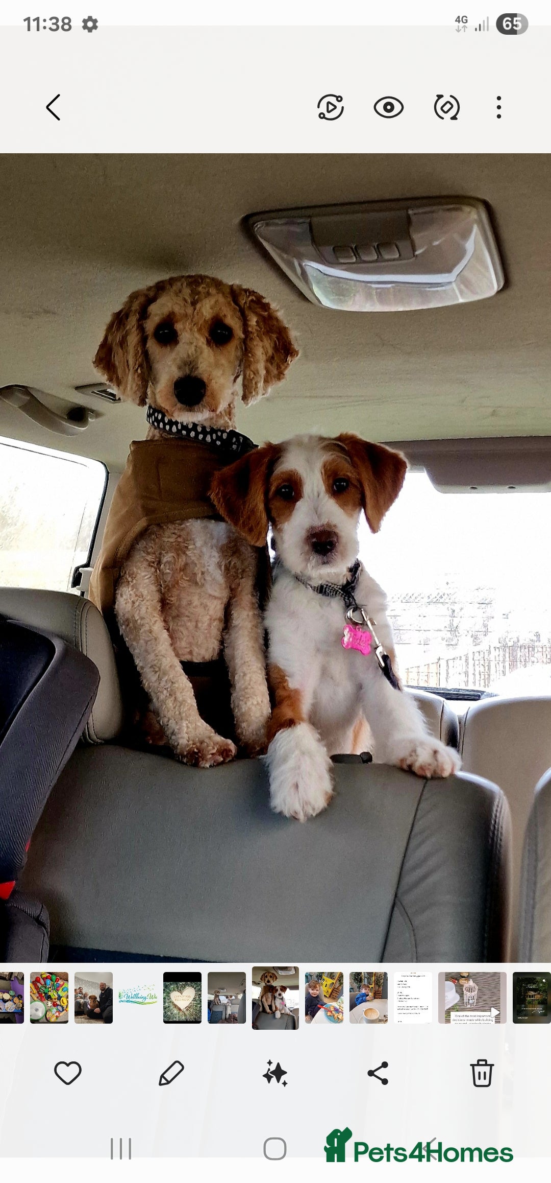 Mixed Breed dogs COCKERPOO MIX PUPPY  - Advert 1