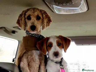 Mixed Breed dogs COCKERPOO MIX PUPPY - Advert 1