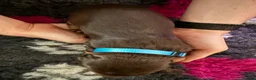 Cocker Spaniel dogs for sale: Liver (Chocolate) Working Cocker Spaniel Puppies  - Advert 9