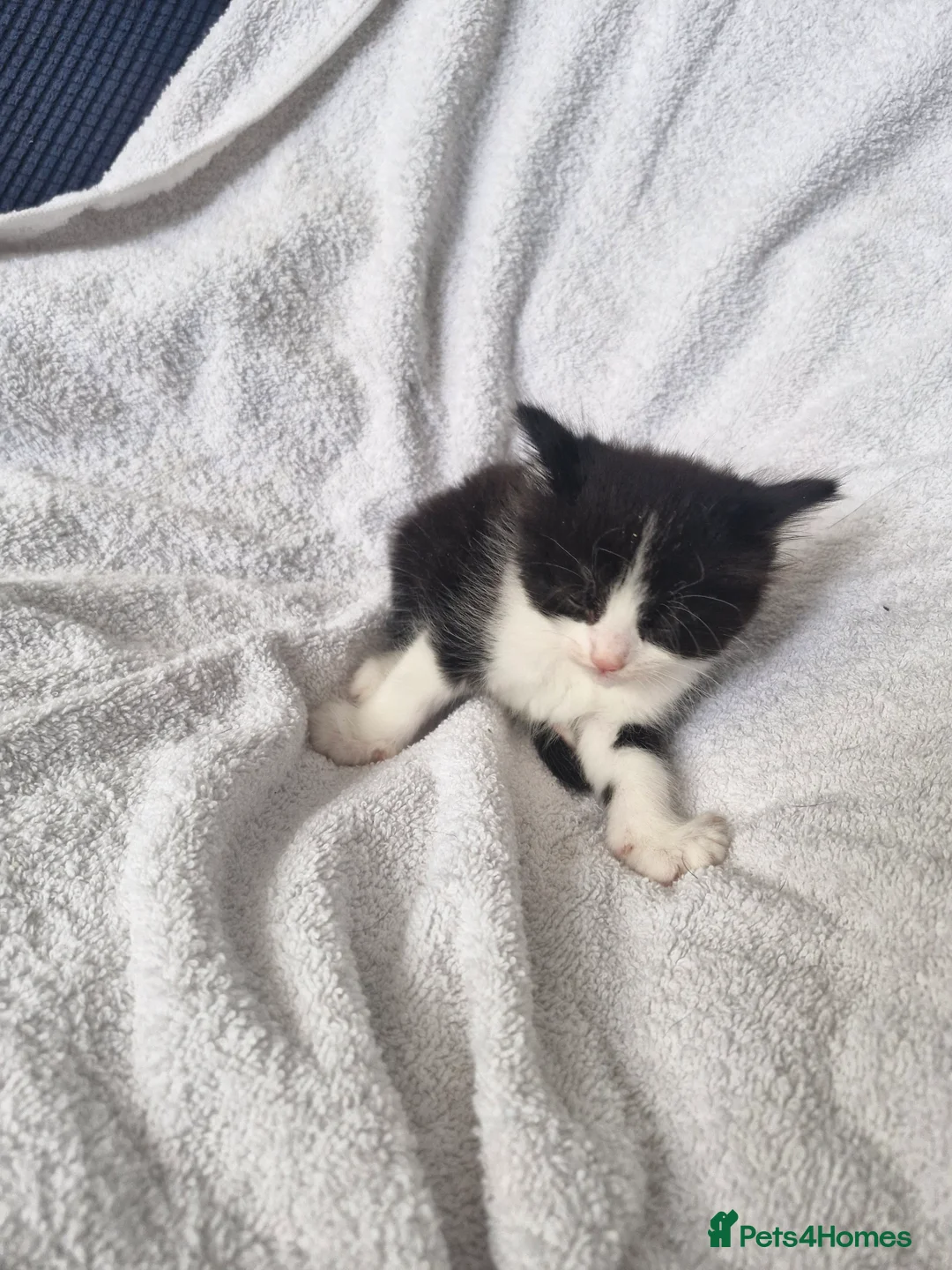 Mixed Breed cats for sale: 5 kittens ready for new home  - Advert 2