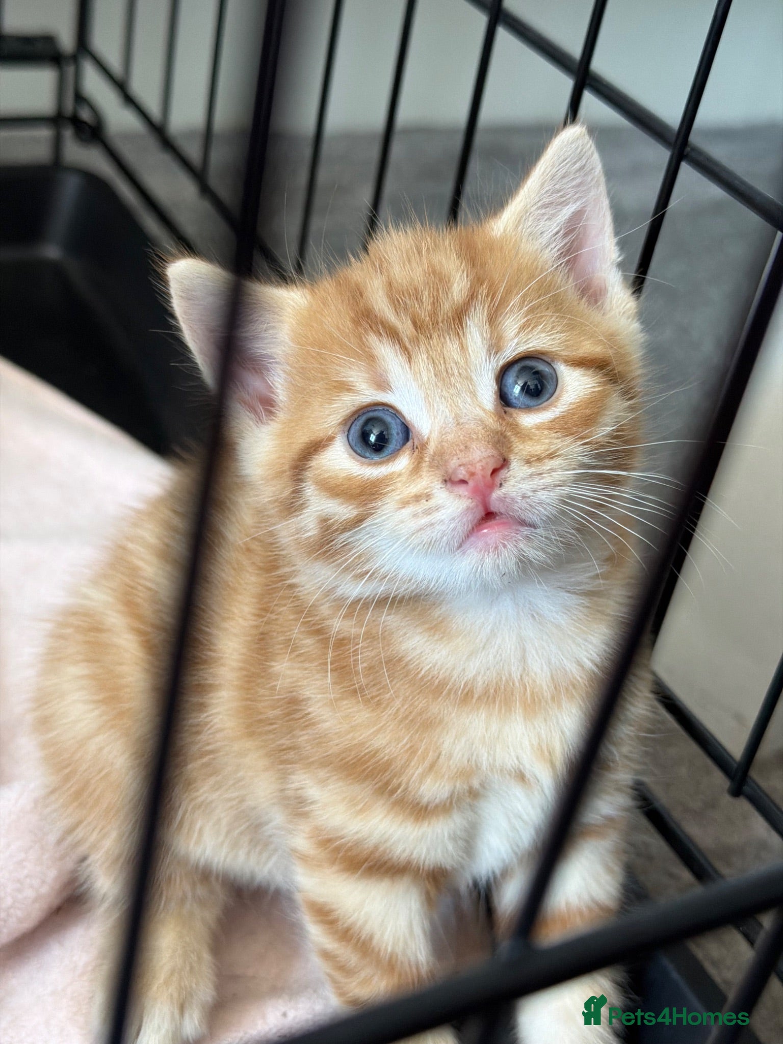 Mixed Breed cats Adorable Tabby Kittens - Ready to leave 15/08 - Advert 8
