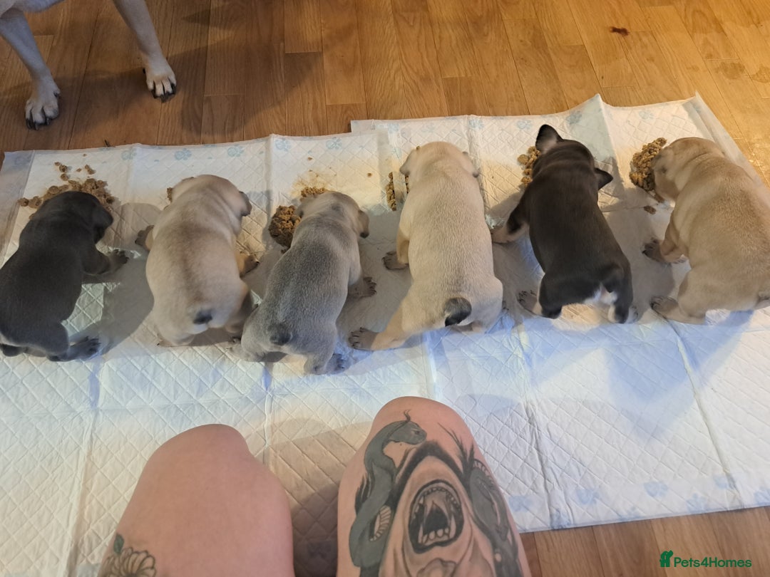 French Bulldog dogs for sale: French bulldog puppies  - Advert 15