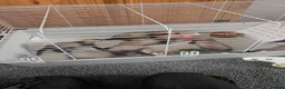 Ferret rodents for sale: Ferret kits for sale both jill and hobs 3 litters in Accrington - Advert 4
