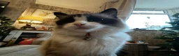 Ragdoll cats for sale: Ragdoll male  - Advert 4