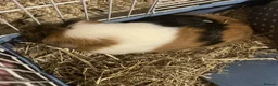 Guinea Pig rodents for sale: male Guinea pigs in Loughborough - Advert 5