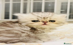 Persian cats for sale: Pure Persian golden kitten ( Persian ) in Isleworth - Image 12