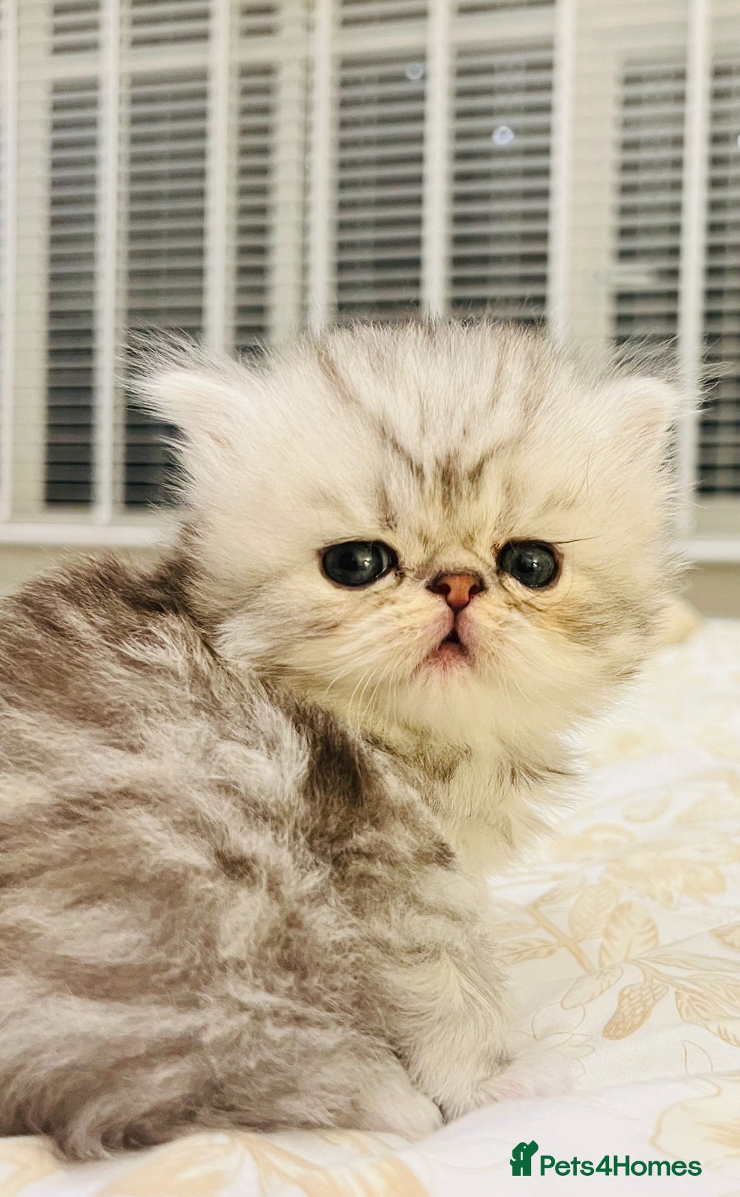 Persian cats for sale: Pure Persian golden kitten ( Persian ) in Isleworth - Image 12