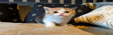 British Shorthair 2