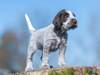 German Wirehaired Pointer dogs HEALTH CHECKED + 1ST VACC GIVEN. KC REG GWP PUPS - Advert 3
