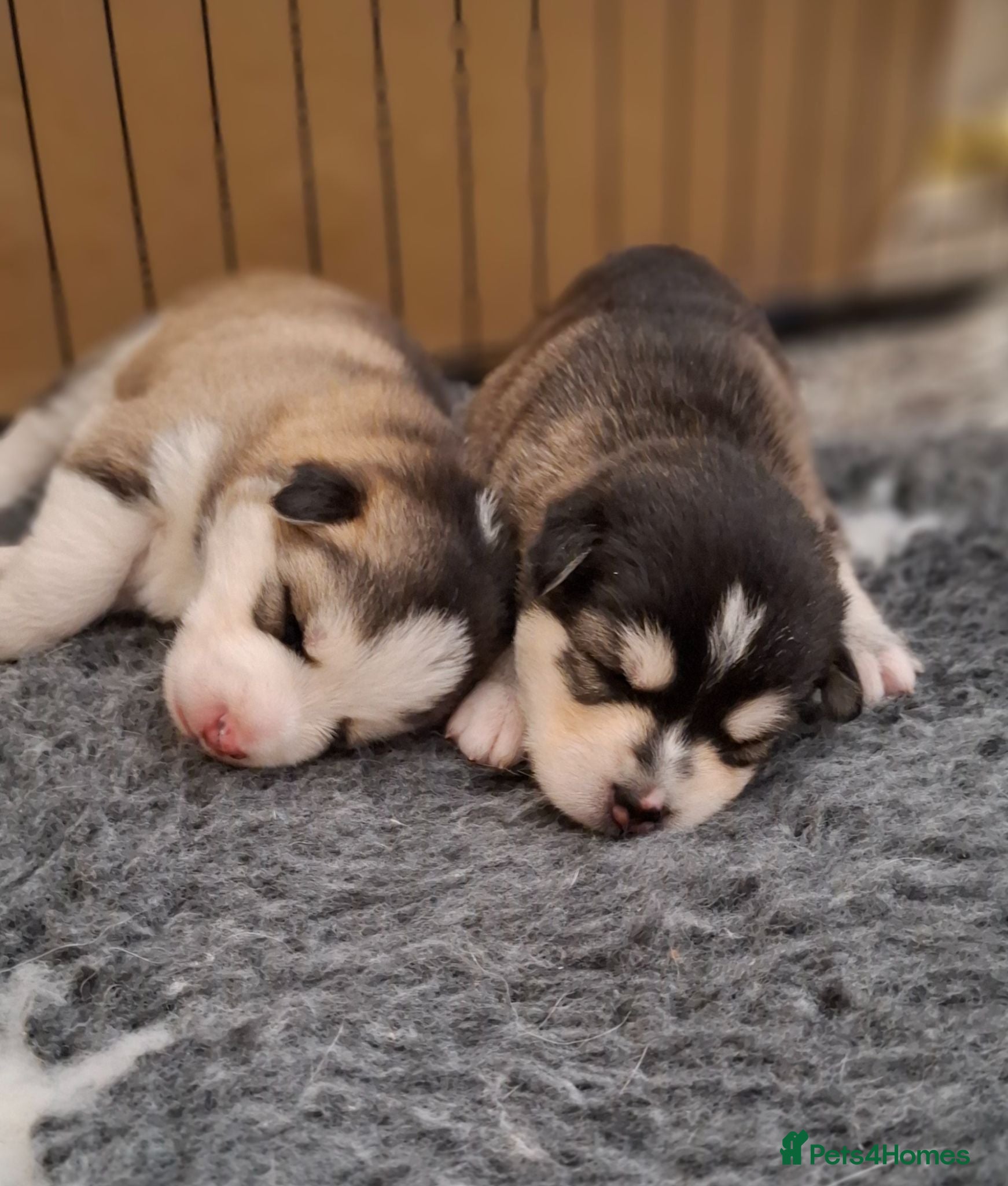 Pomsky dogs Stunning Pomsky Puppies  - Advert 5