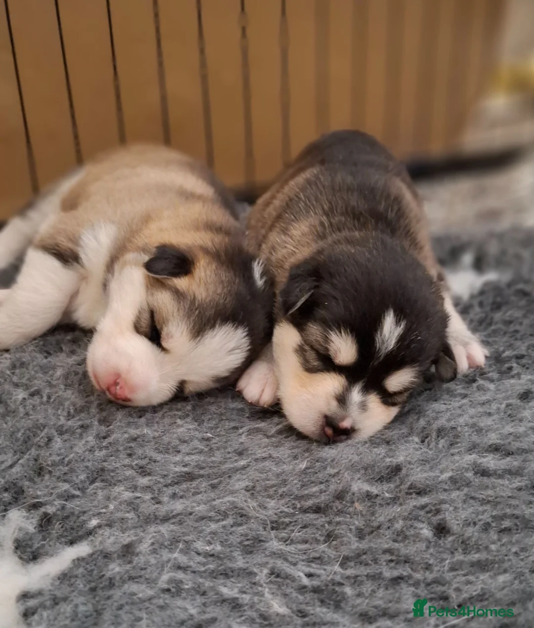 Pomsky dogs for sale: Stunning Pomsky Puppies  in Chesterfield - Advert 1