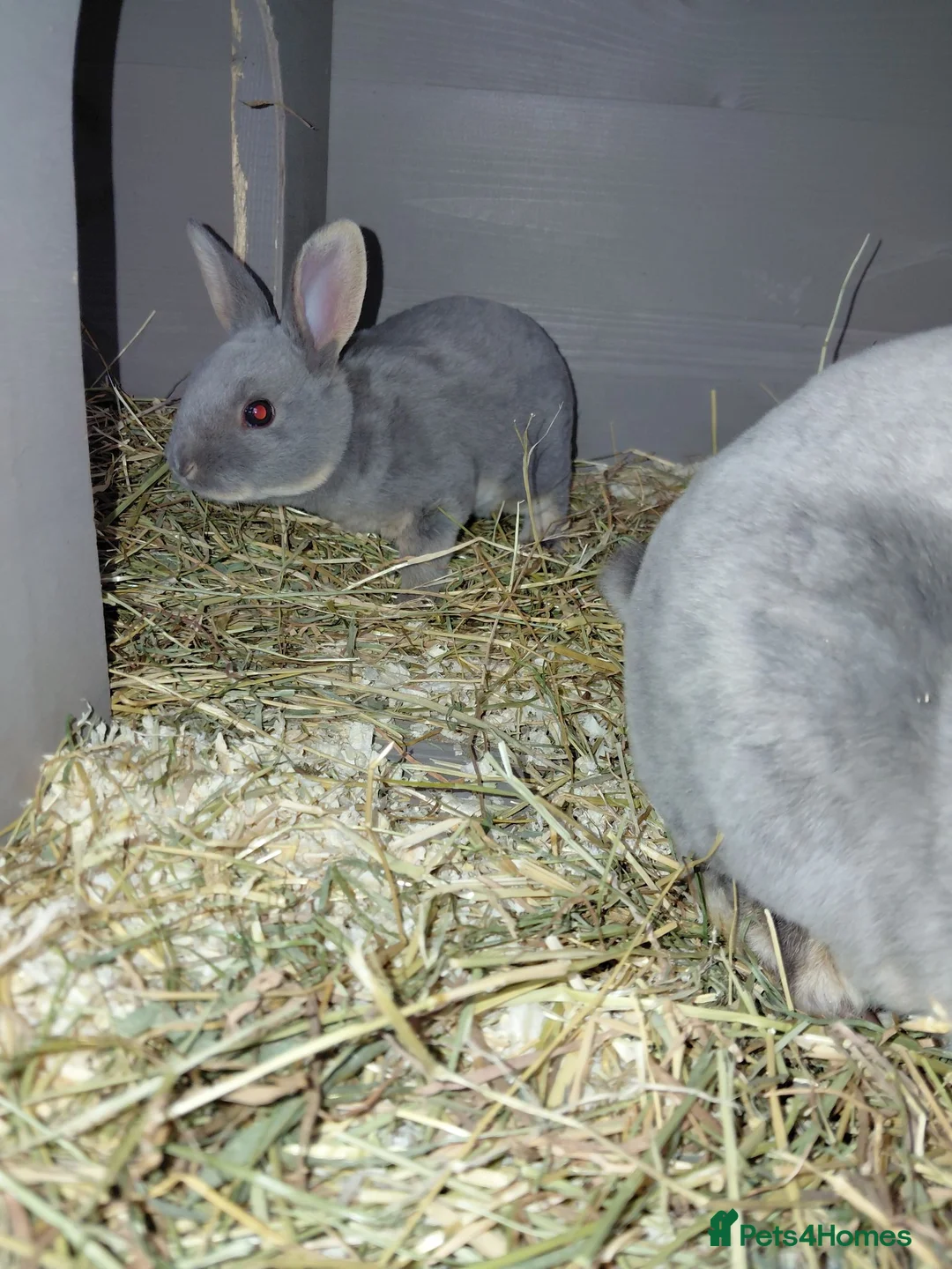 Rex rabbits for sale: Beautiful rex babies  - Advert 2