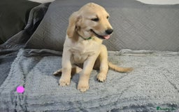 Golden Retriever dogs for sale: KC Registered Golden Retriever Puppies - Image 4