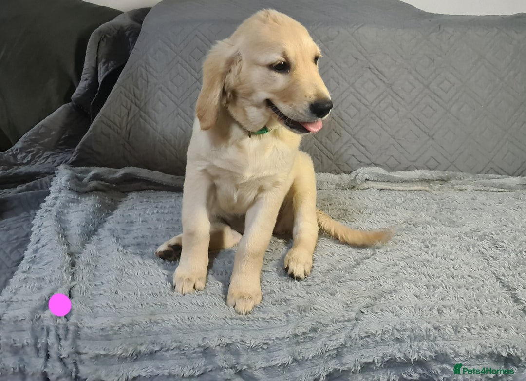 Golden Retriever dogs for sale: KC Registered Golden Retriever Puppies - Image 4