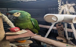 Macaws birds for sale: Illigers Macaw - Image 3