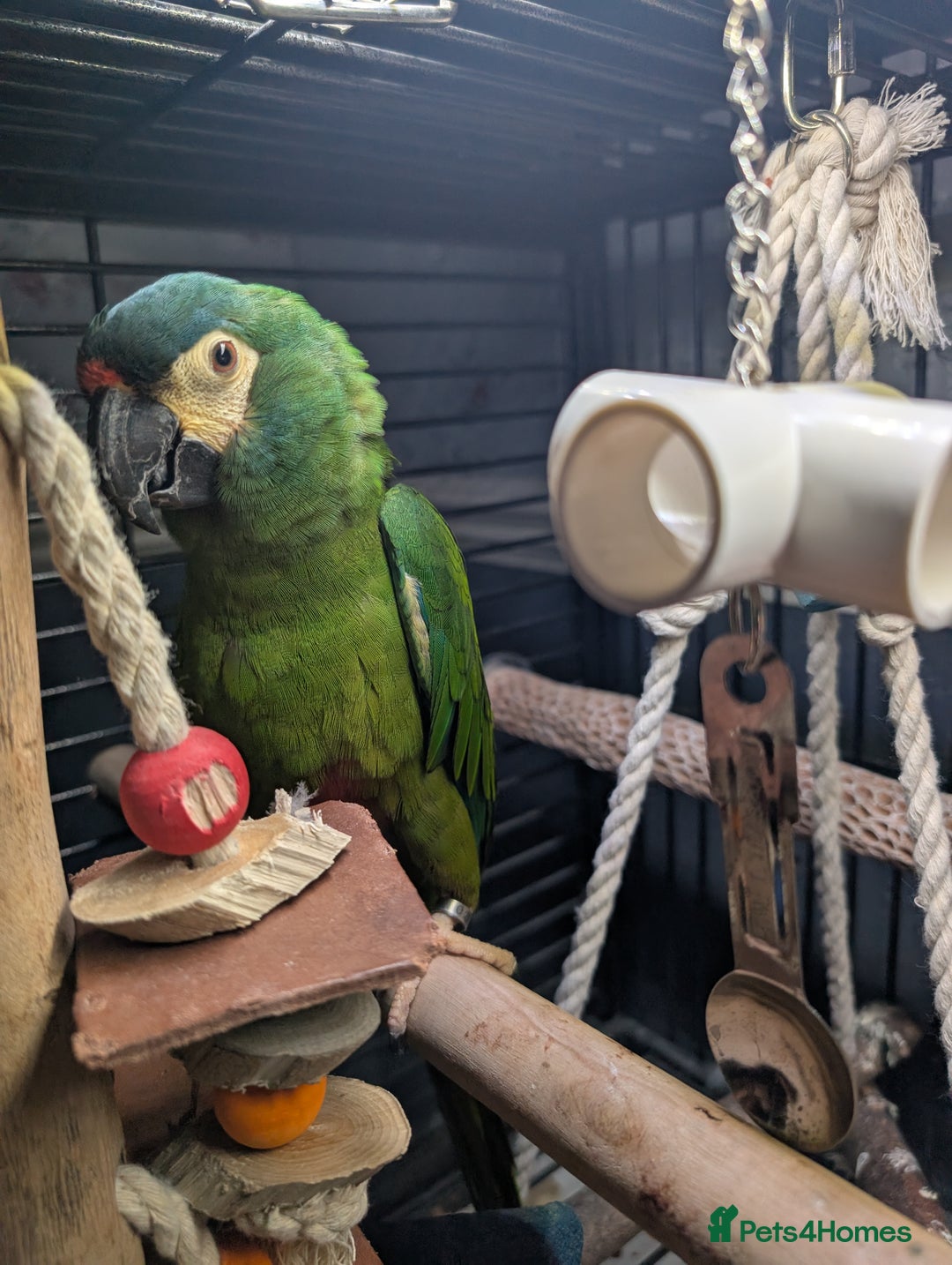 Macaws birds for sale: Illigers Macaw - Image 3