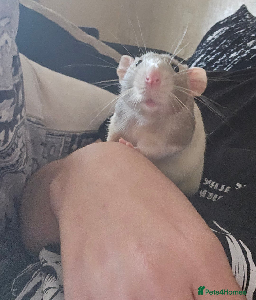 Rat rodents for sale: Rats  - Image 7