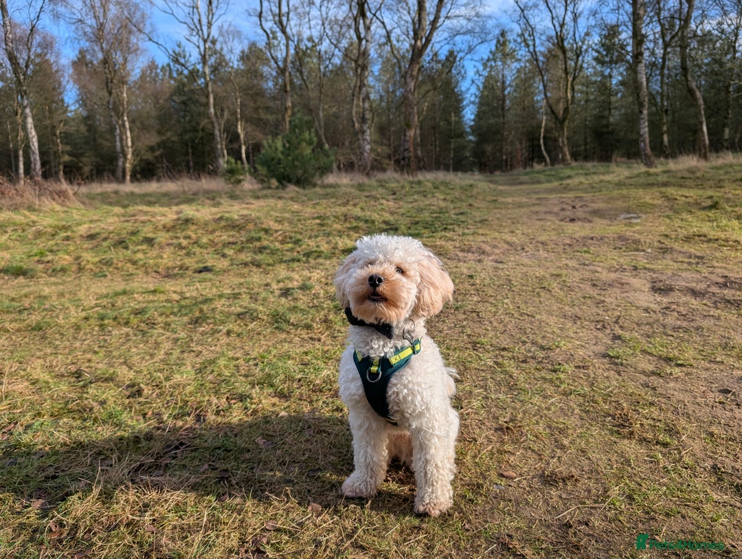 Maltipoo dogs for stud: Maltipoo(75% Toy Poodle, 25% Maltese) Boy for Stud - Image 7