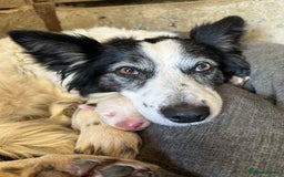 Border Collie dogs for sale: Border collie puppies.  - Image 7